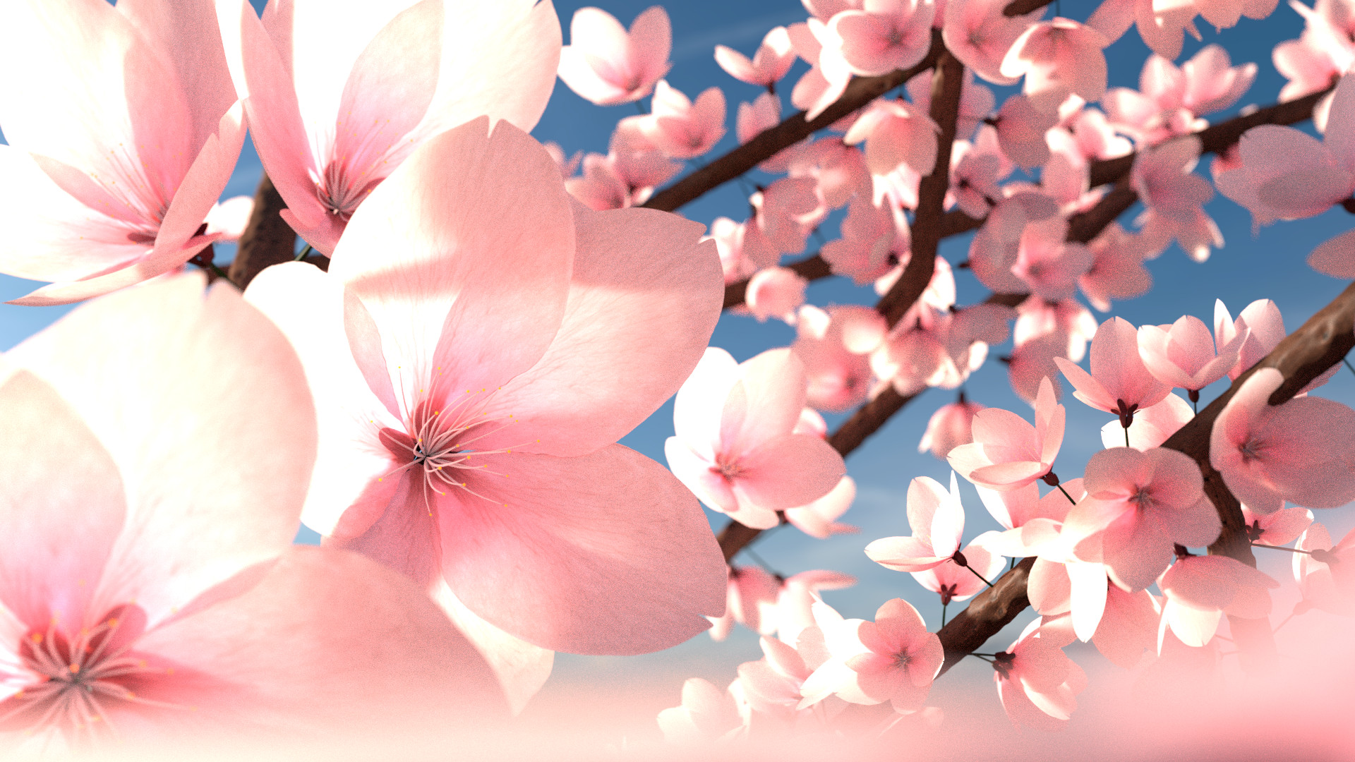 Apple Blossom final render